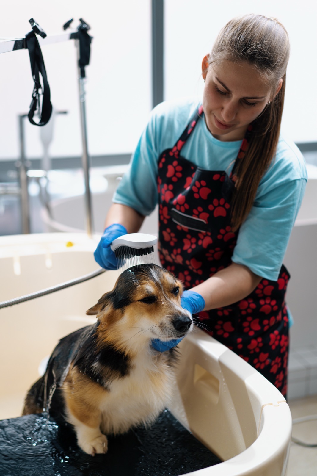 A groomer brushing a dog's coat in the tub