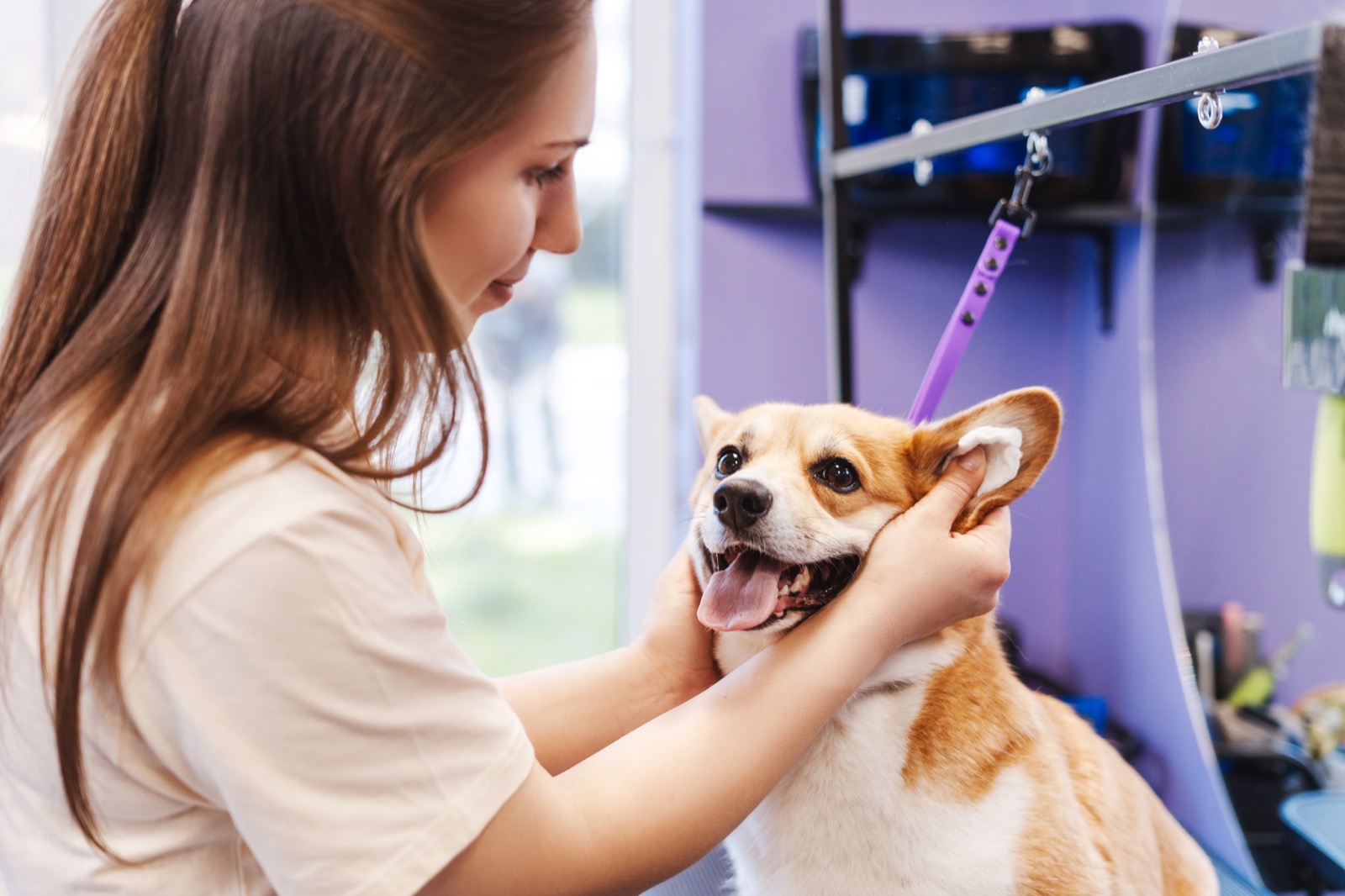 A corgi being groomed at the studio