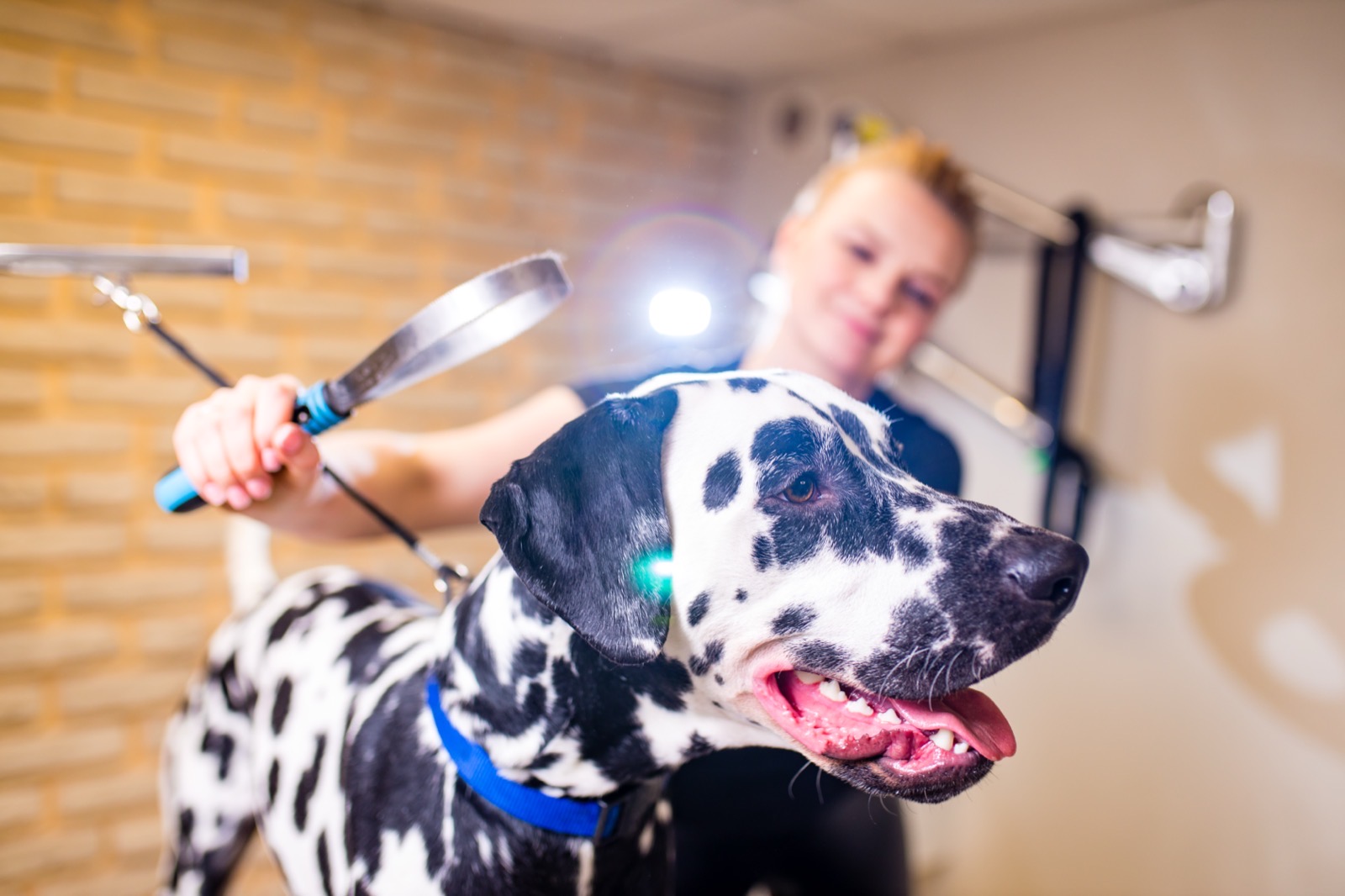 A groomer combing a Dalmatian's coat in the studio